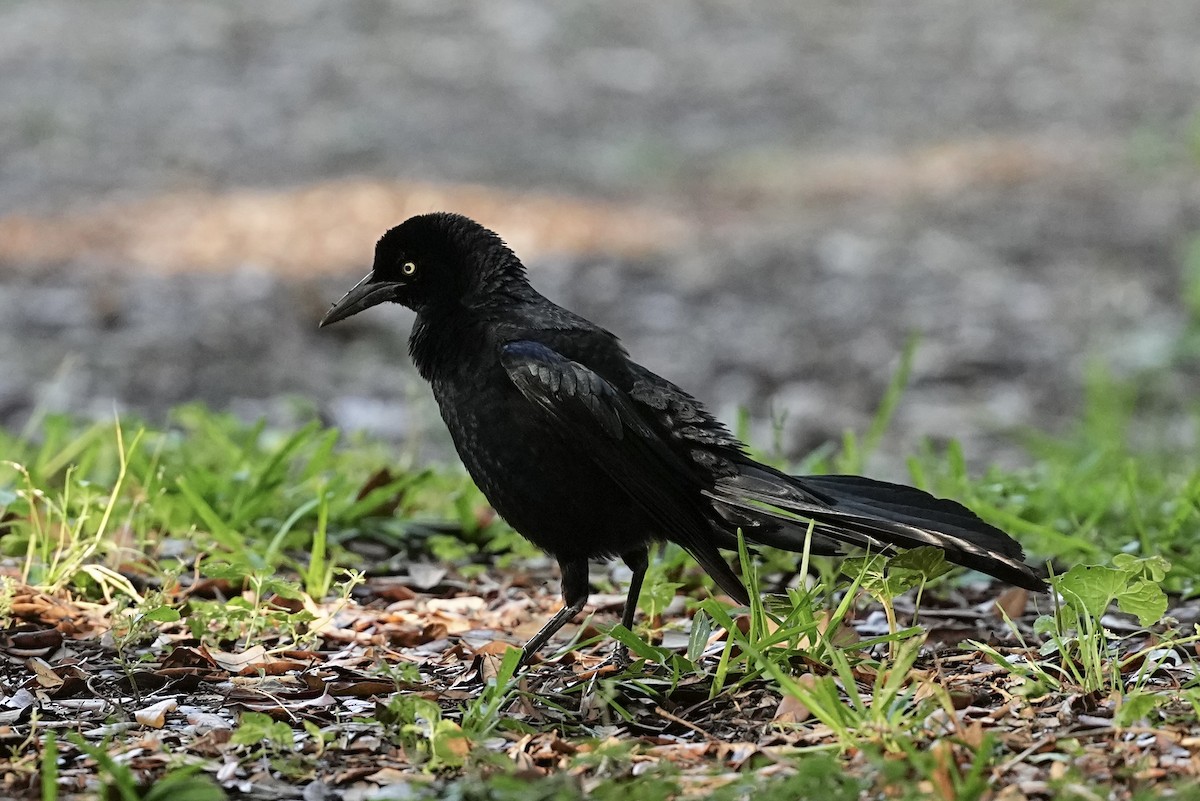Great-tailed Grackle - ML618438786