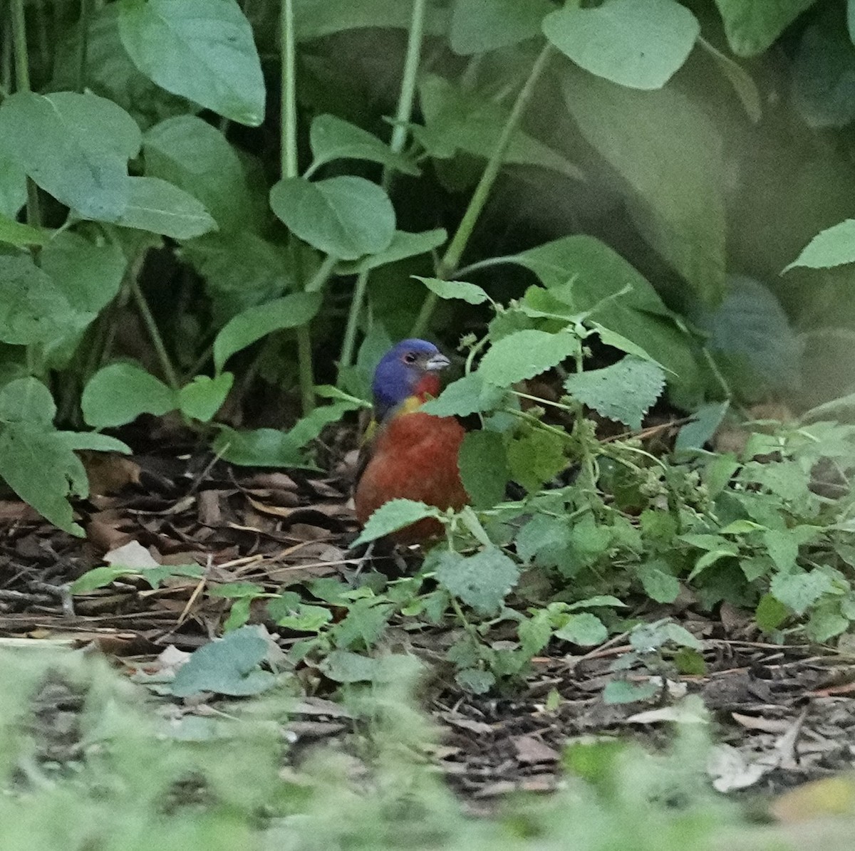 Painted Bunting - ML618438835