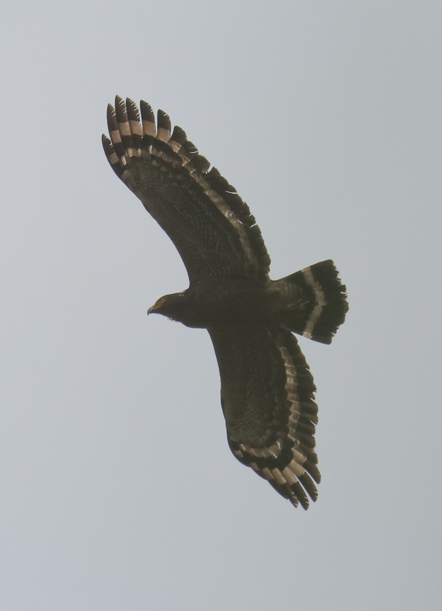 Crested Serpent-Eagle - ML618438840