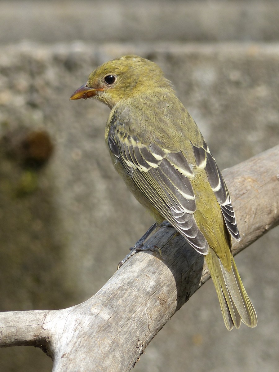 Western Tanager - ML618438847