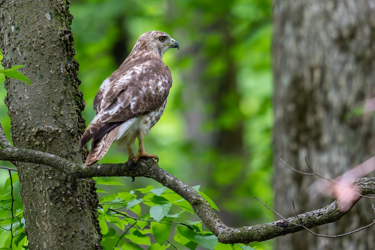 Red-tailed Hawk - ML618438863