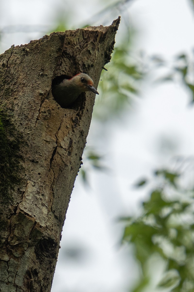 Red-bellied Woodpecker - ML618438872