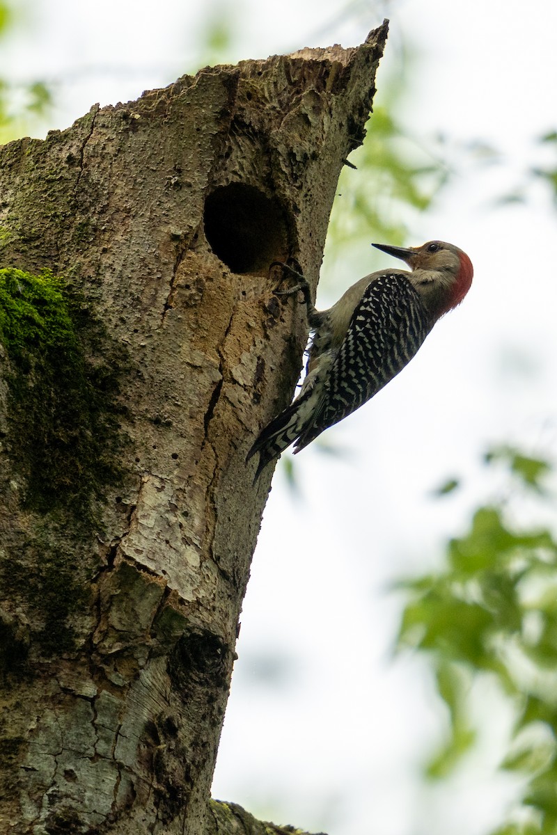Red-bellied Woodpecker - ML618438873