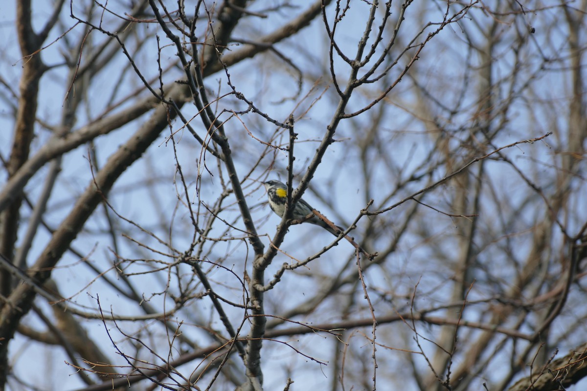 Yellow-rumped Warbler - ML618438881