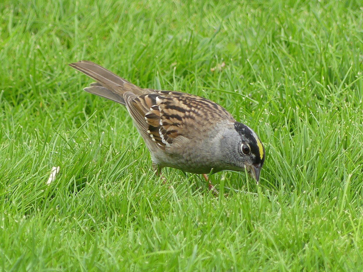 Golden-crowned Sparrow - ML618438908