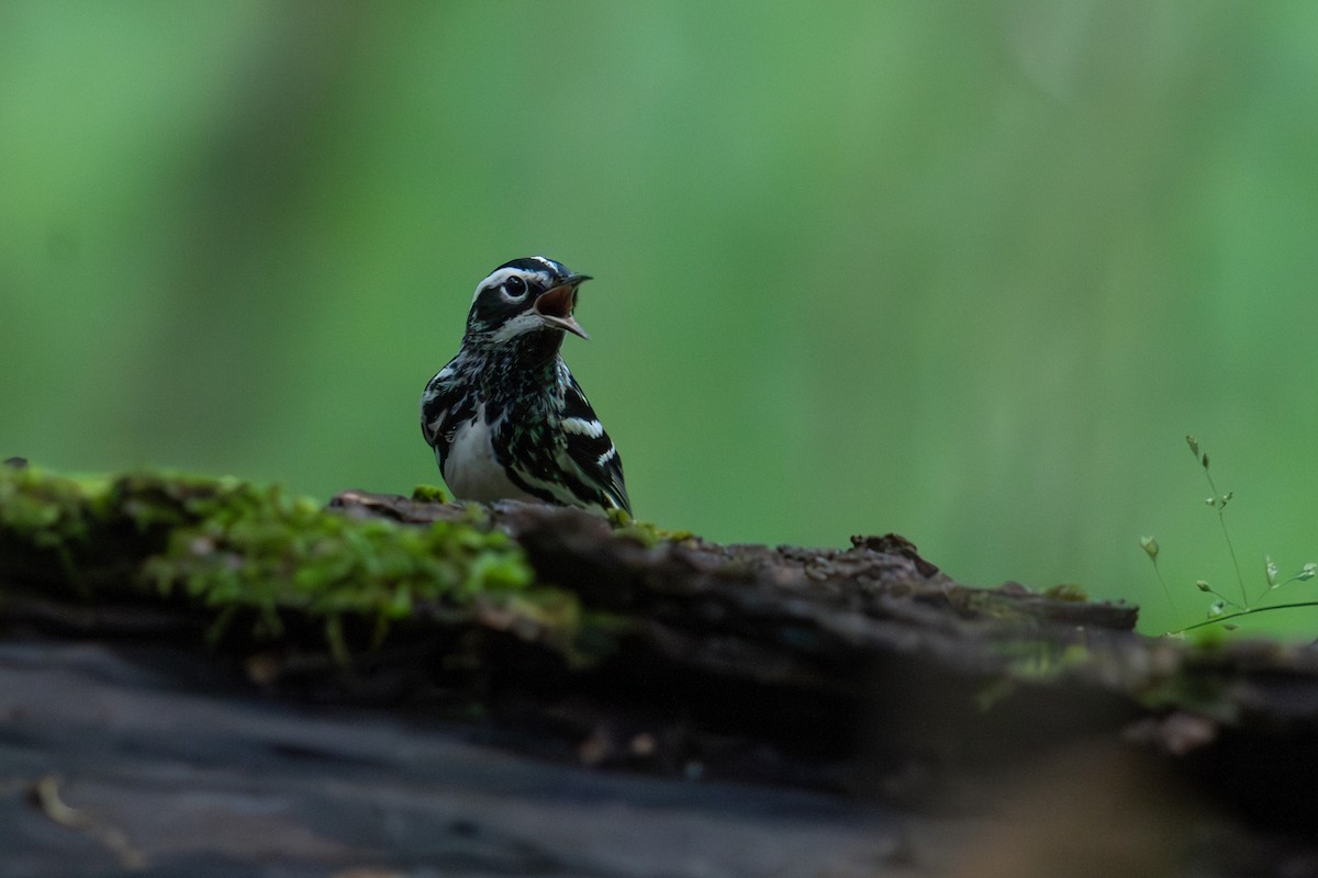 Black-and-white Warbler - ML618438919