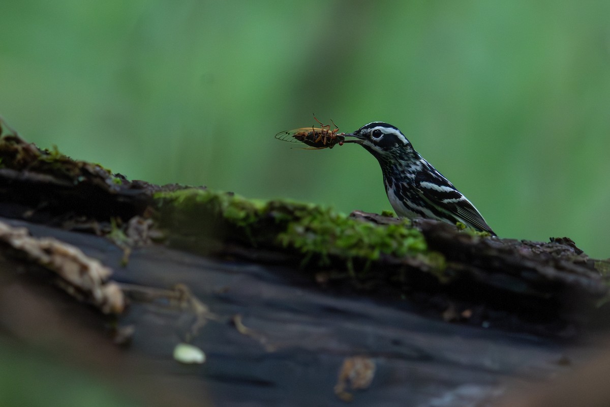 Black-and-white Warbler - ML618438920