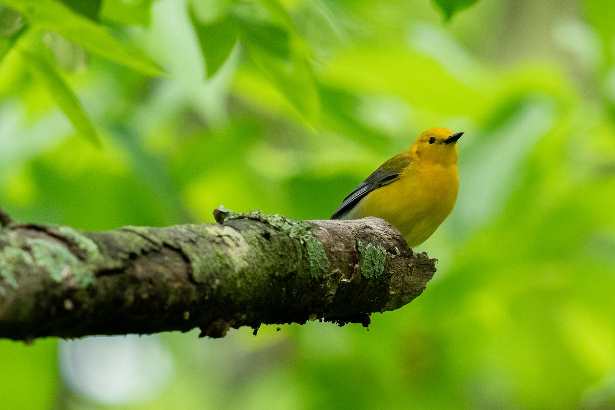 Prothonotary Warbler - ML618438950