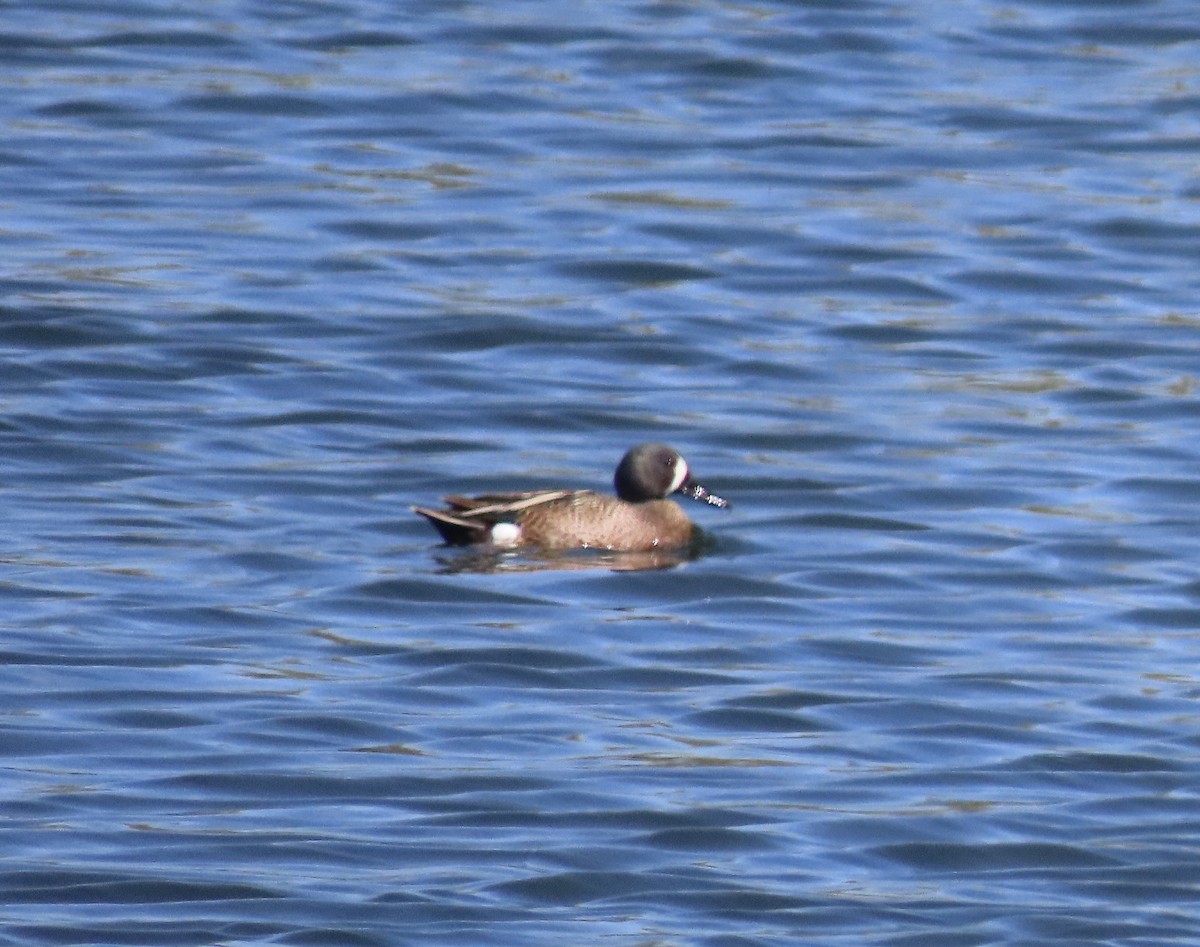 Blue-winged Teal - ML618438997