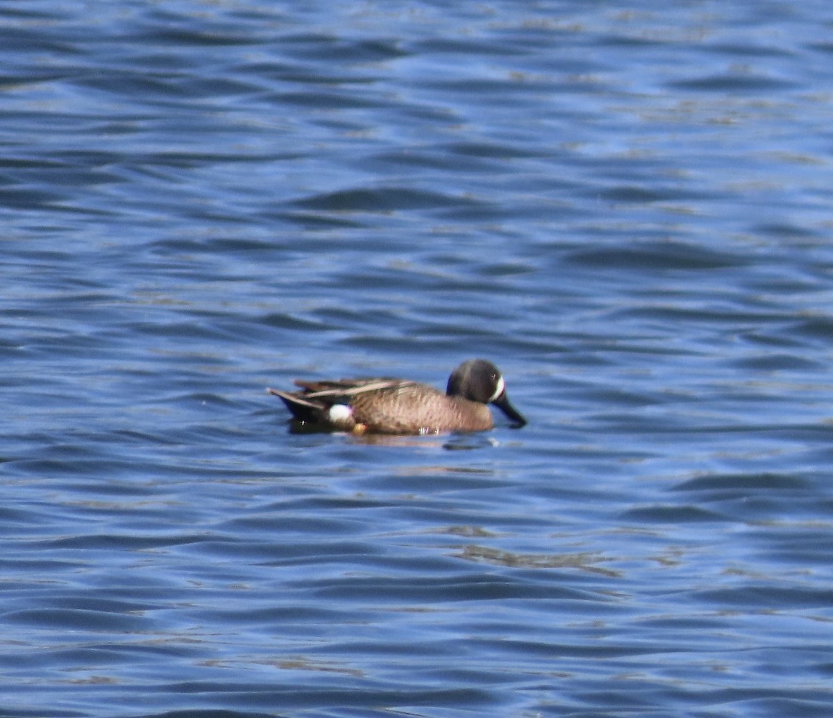 Blue-winged Teal - ML618439002