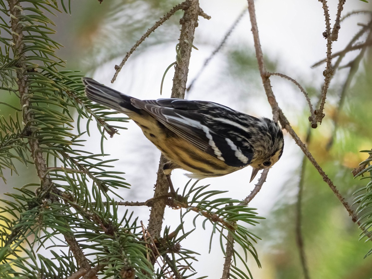 Black-and-white Warbler - ML618439019