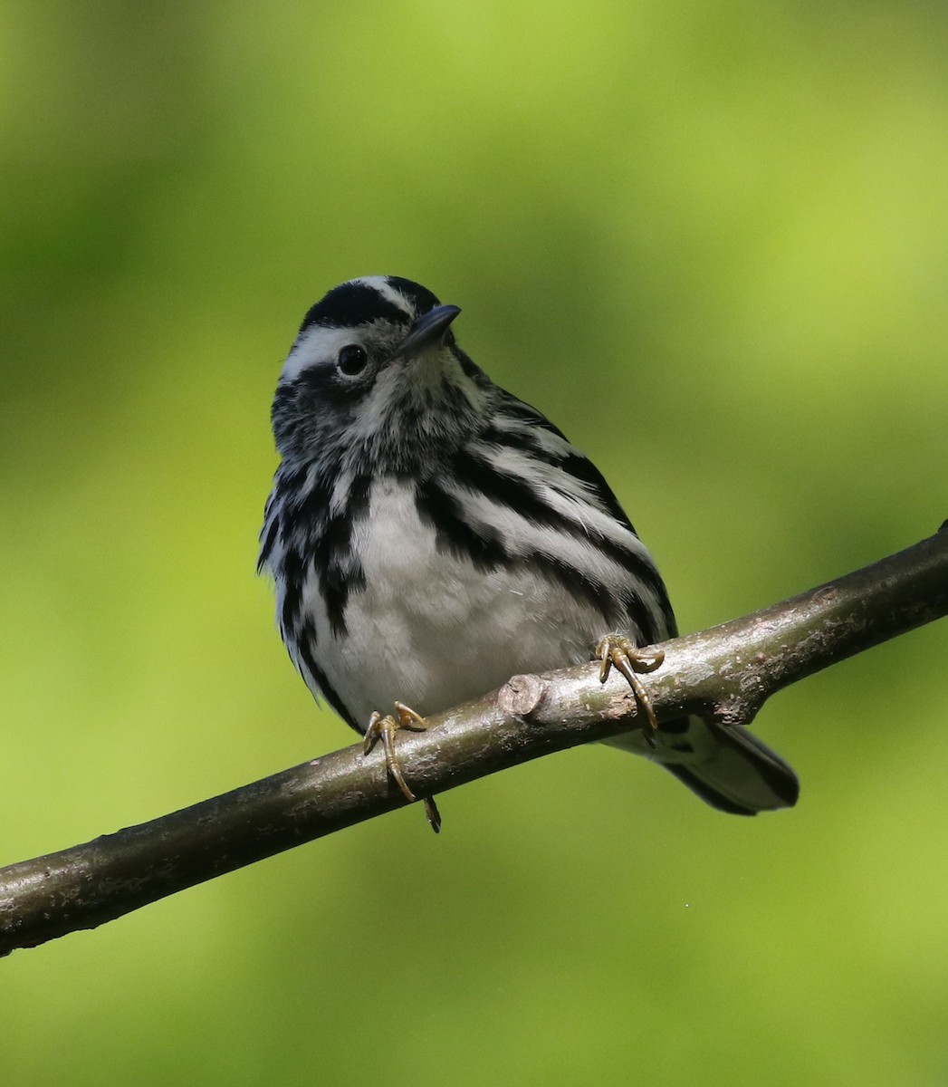 Black-and-white Warbler - Andrew Vallely