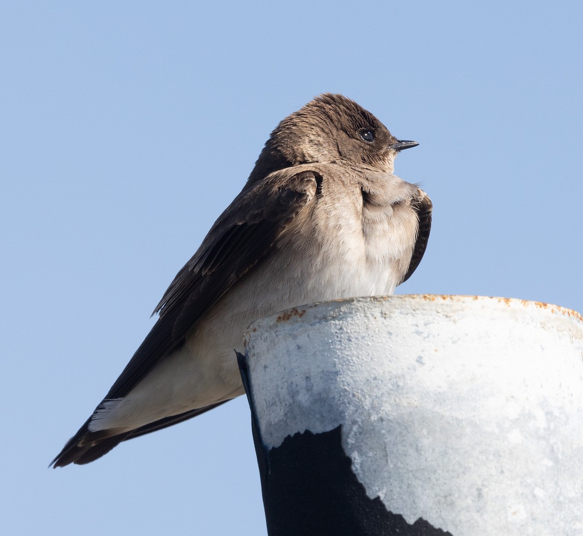 Northern Rough-winged Swallow - ML618439046