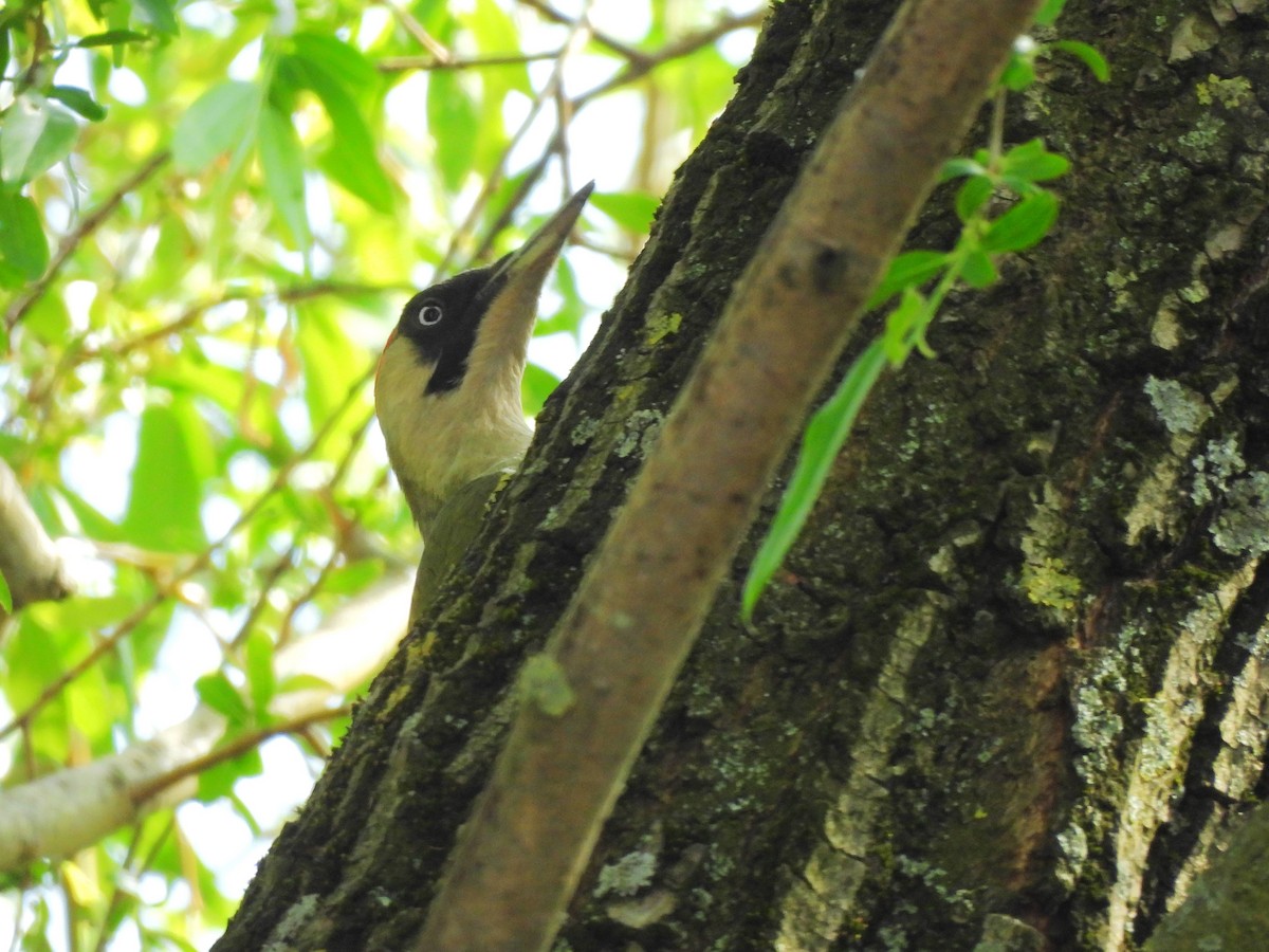 Eurasian Green Woodpecker - ML618439048