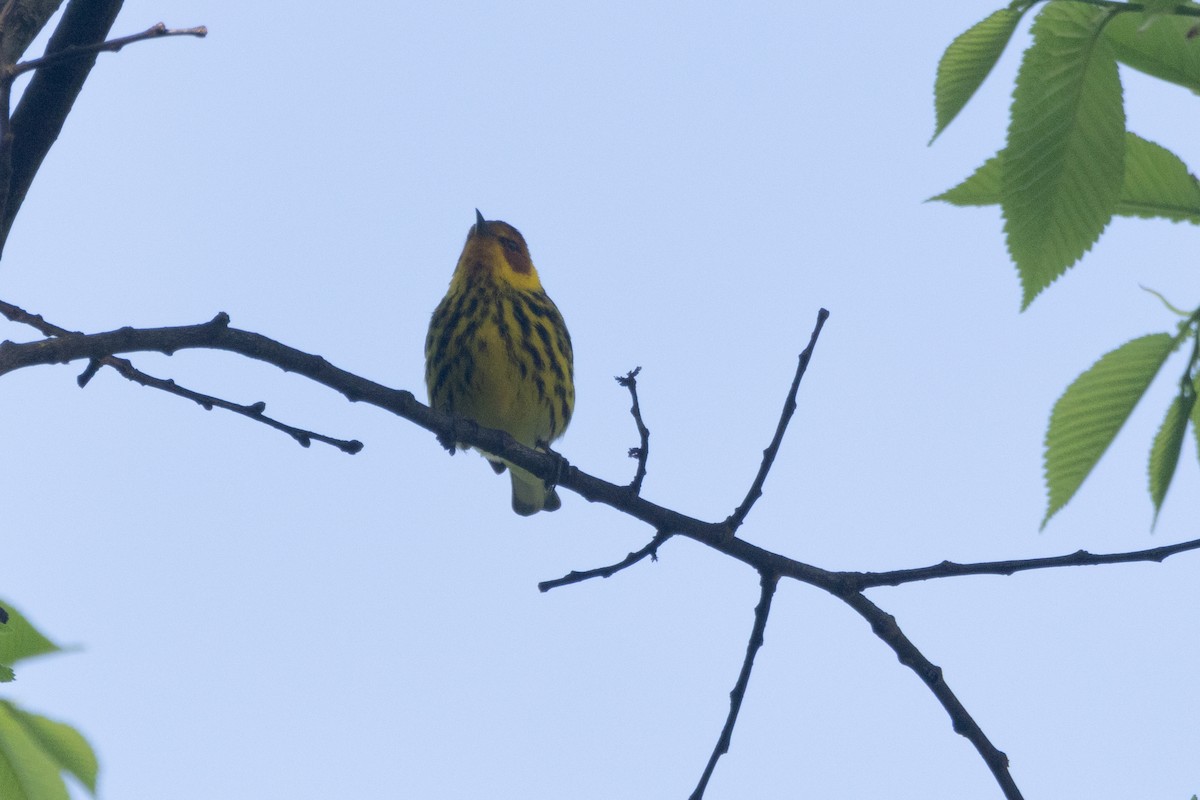 Cape May Warbler - ML618439062