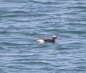 Long-tailed Duck - ML618439063