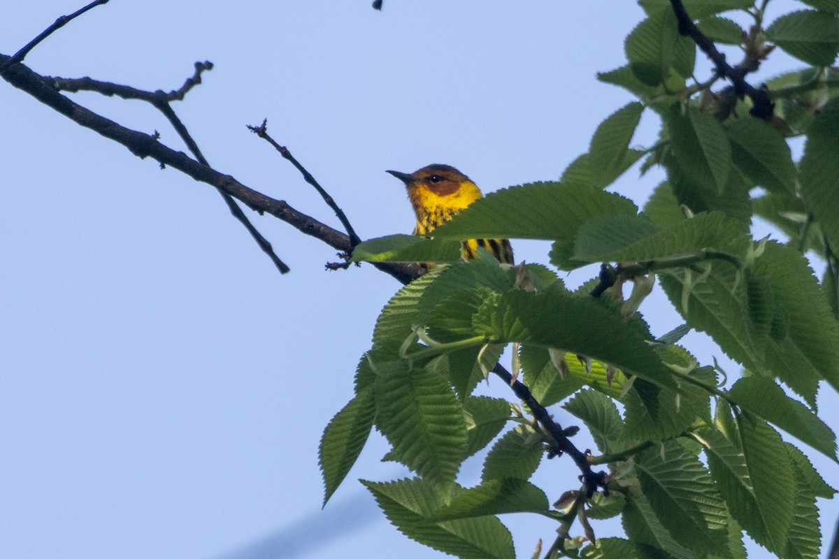Cape May Warbler - ML618439070