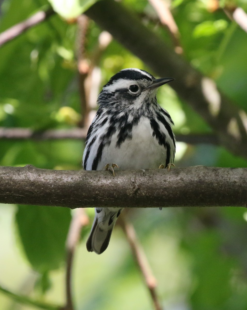 Black-and-white Warbler - ML618439086
