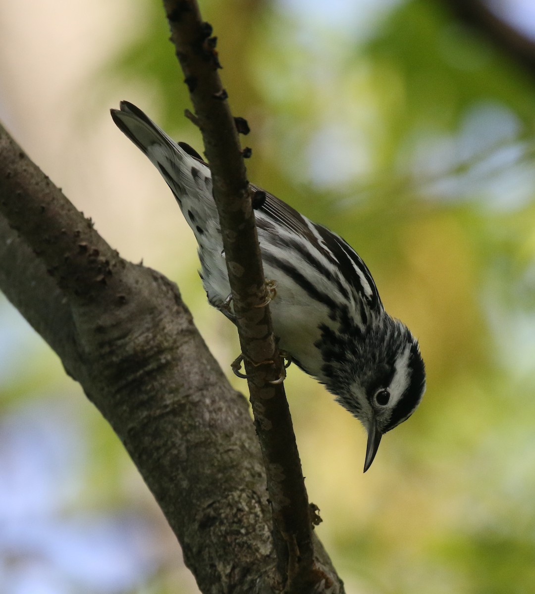Black-and-white Warbler - ML618439112