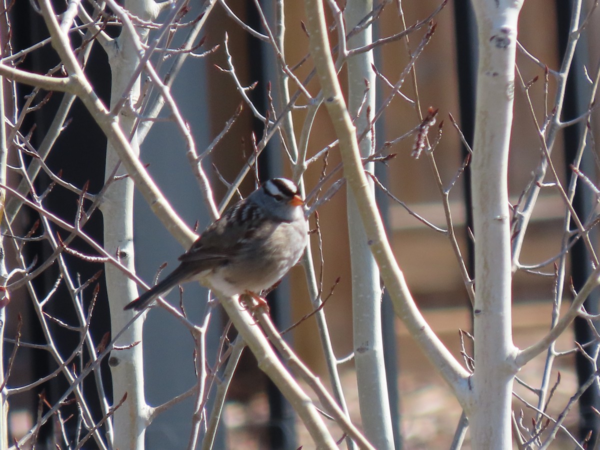 White-crowned Sparrow - ML618439175