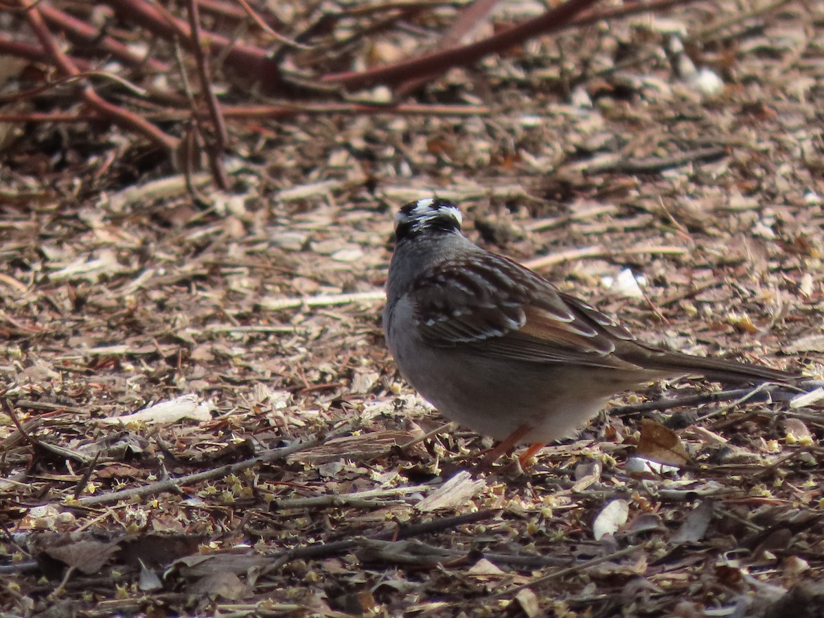 White-crowned Sparrow - Kerry Hjertaas