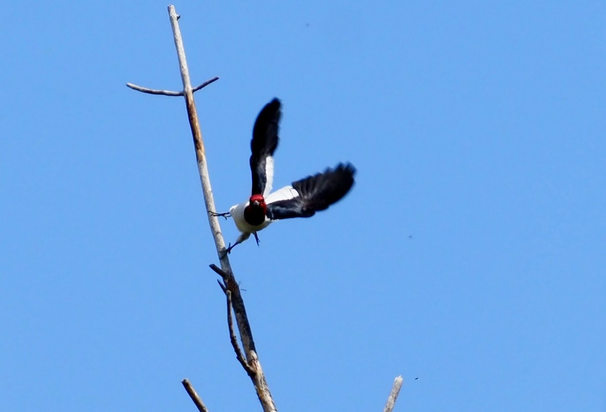 Red-headed Woodpecker - ML618439197
