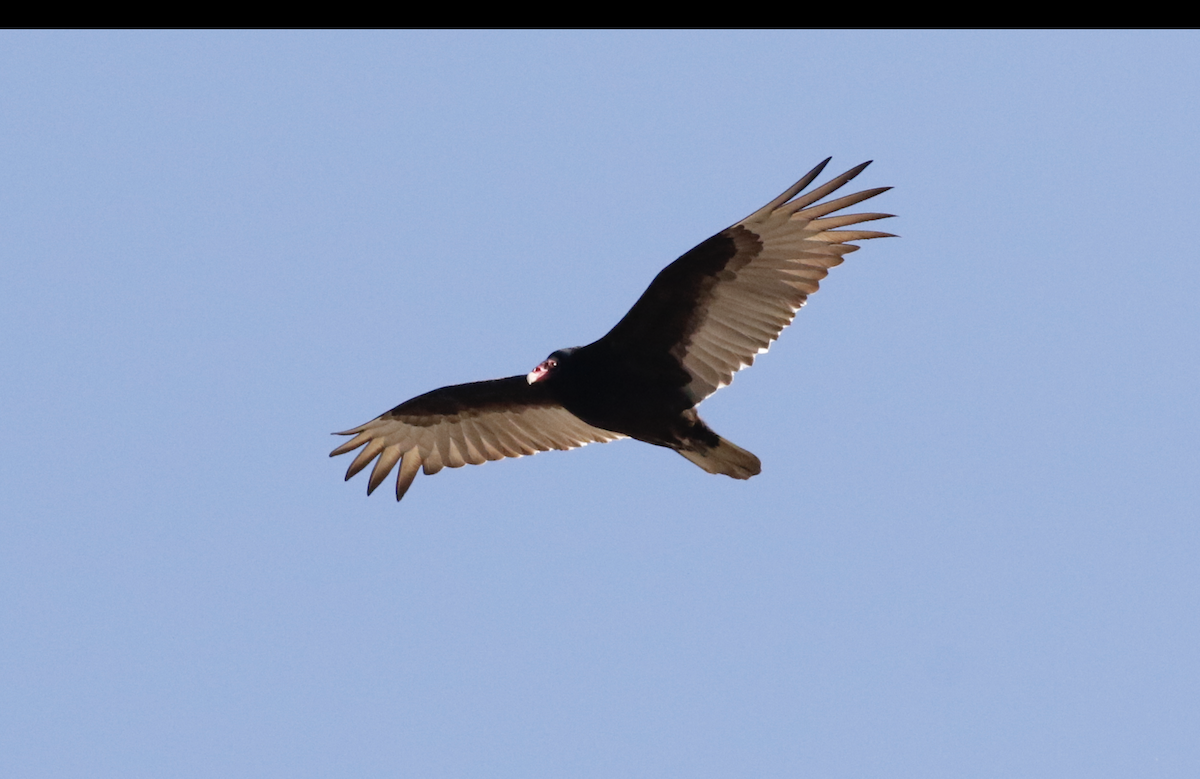 Turkey Vulture - ML618439224