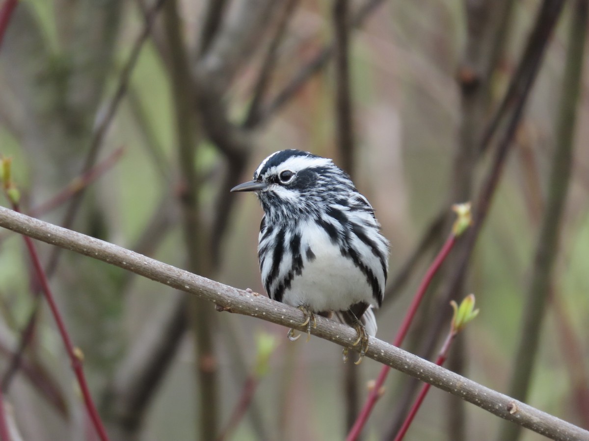 Black-and-white Warbler - ML618439268