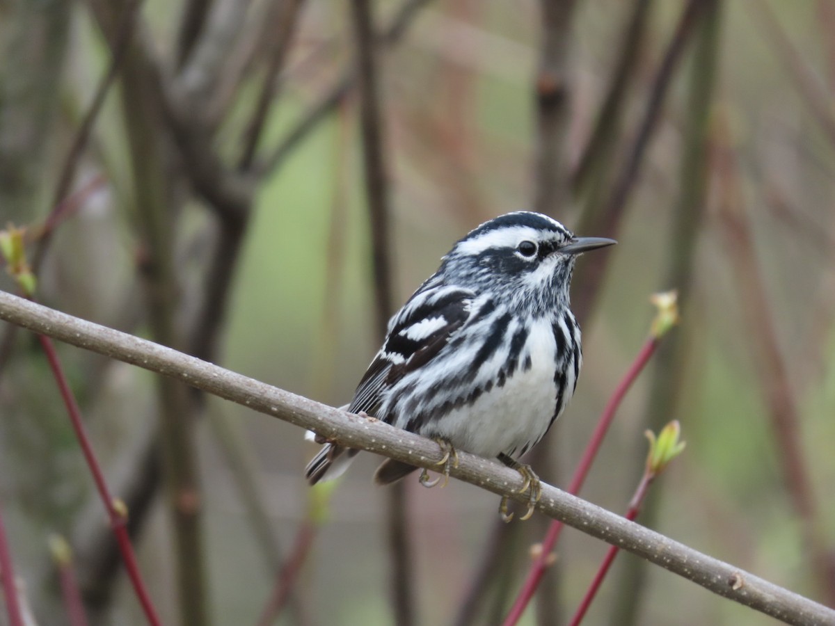 Black-and-white Warbler - ML618439269