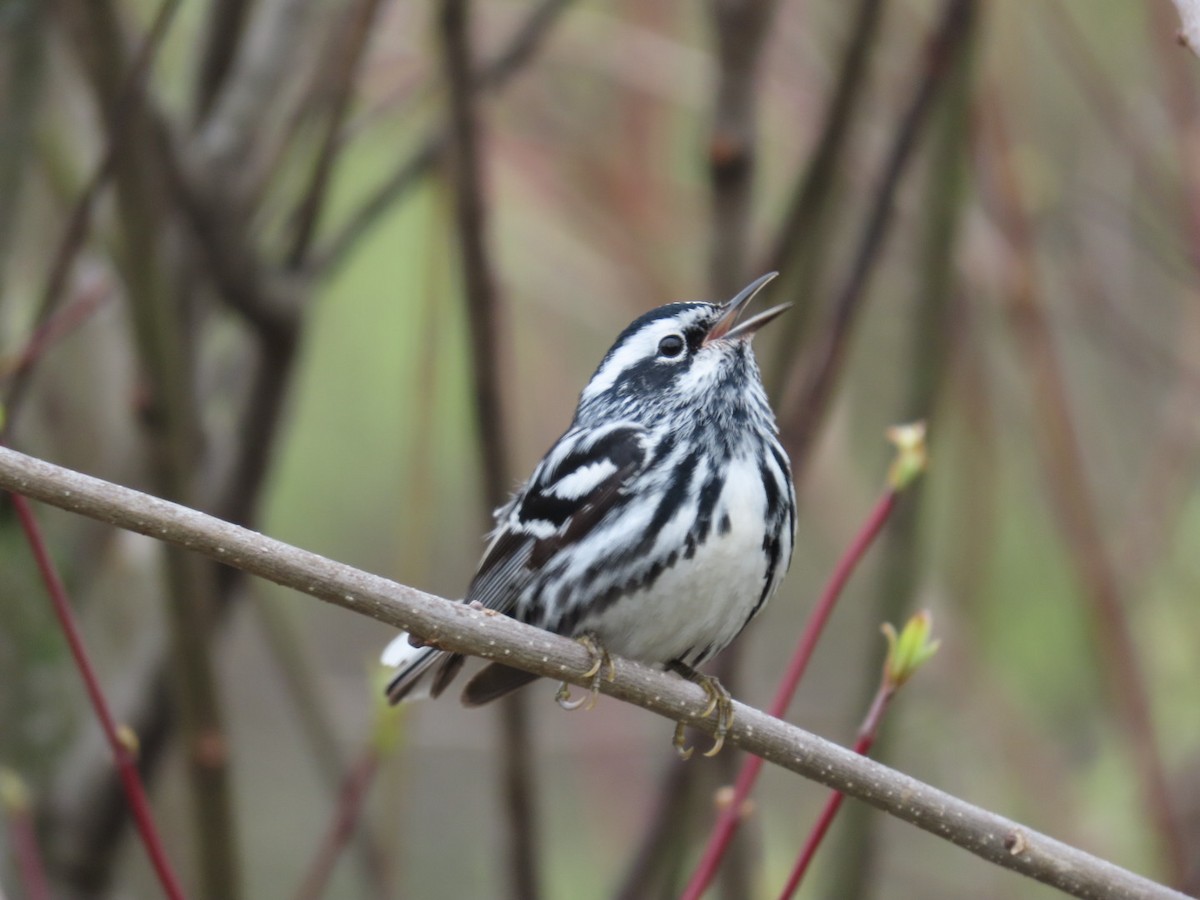 Black-and-white Warbler - ML618439270