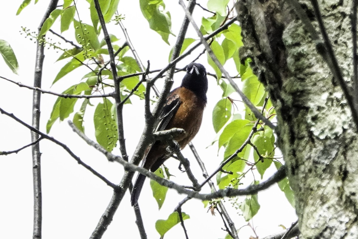 Orchard Oriole - ML618439279