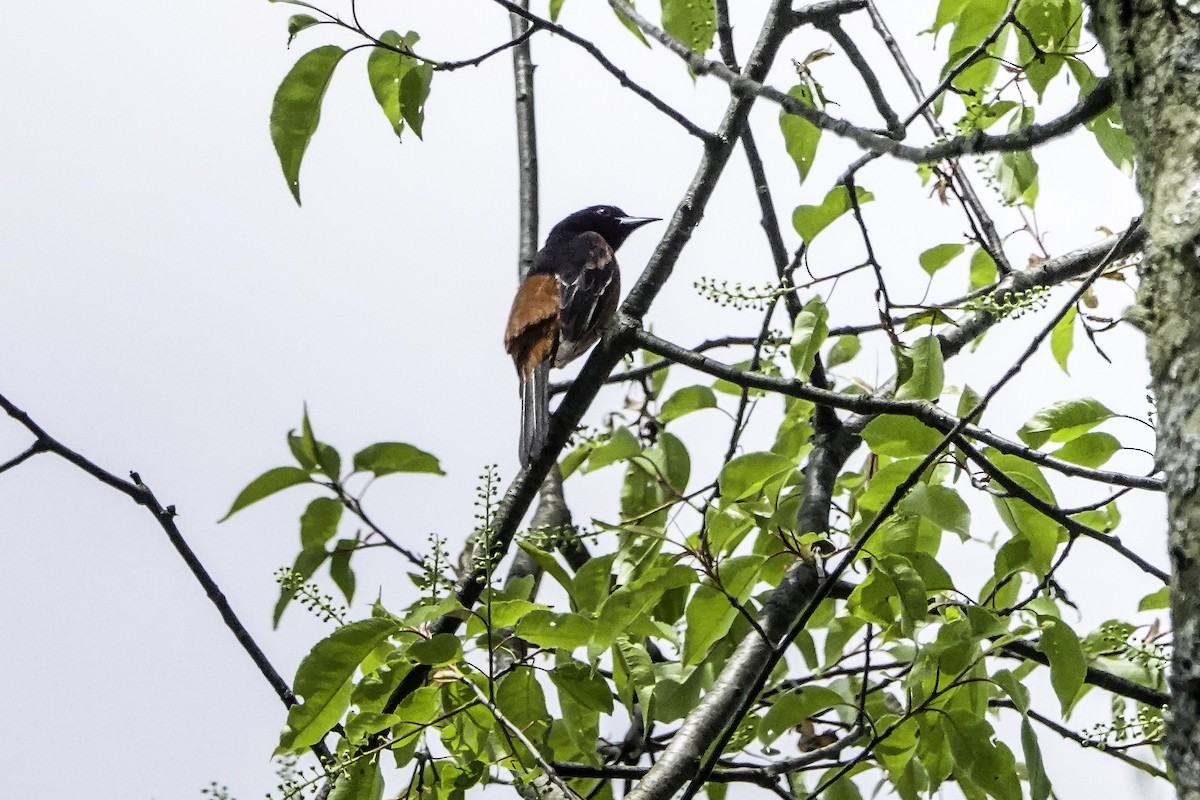 Orchard Oriole - ML618439280