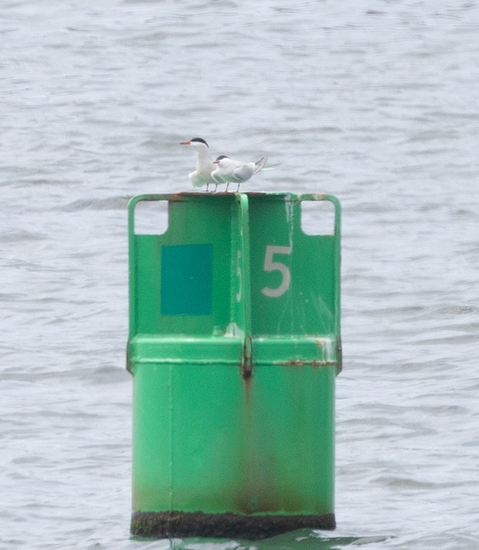 Common Tern - Jason Forbes