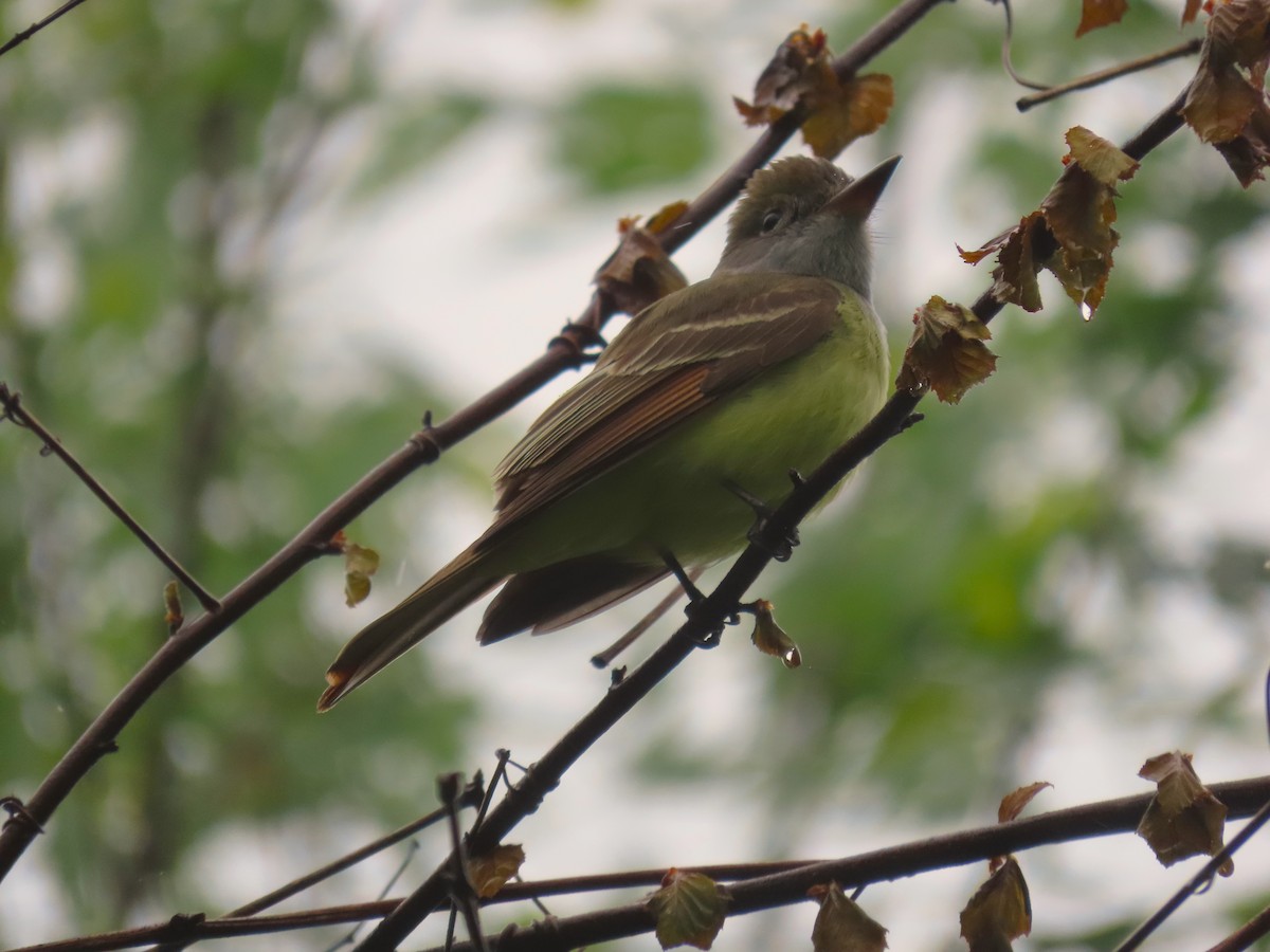 Great Crested Flycatcher - ML618439349