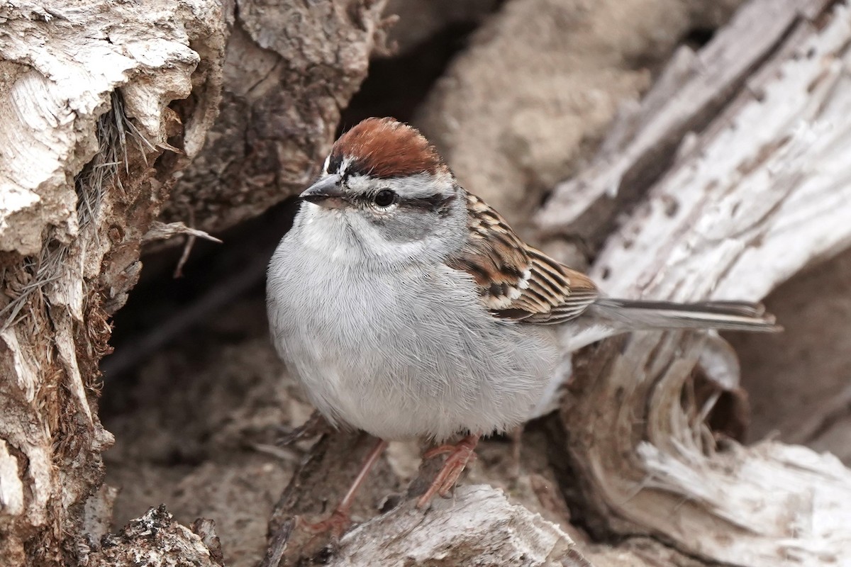 Chipping Sparrow - ML618439352