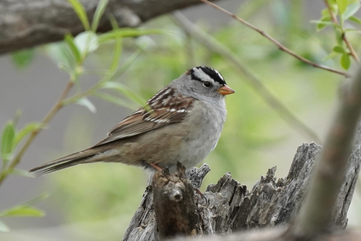 White-crowned Sparrow - ML618439359