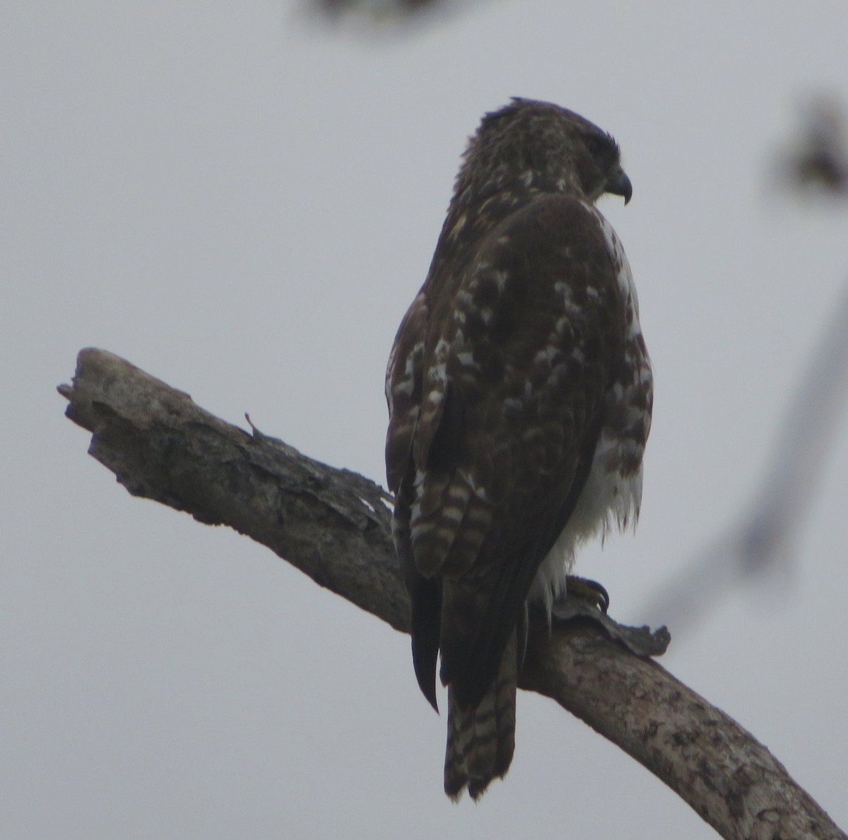 Red-tailed Hawk - ML618439363