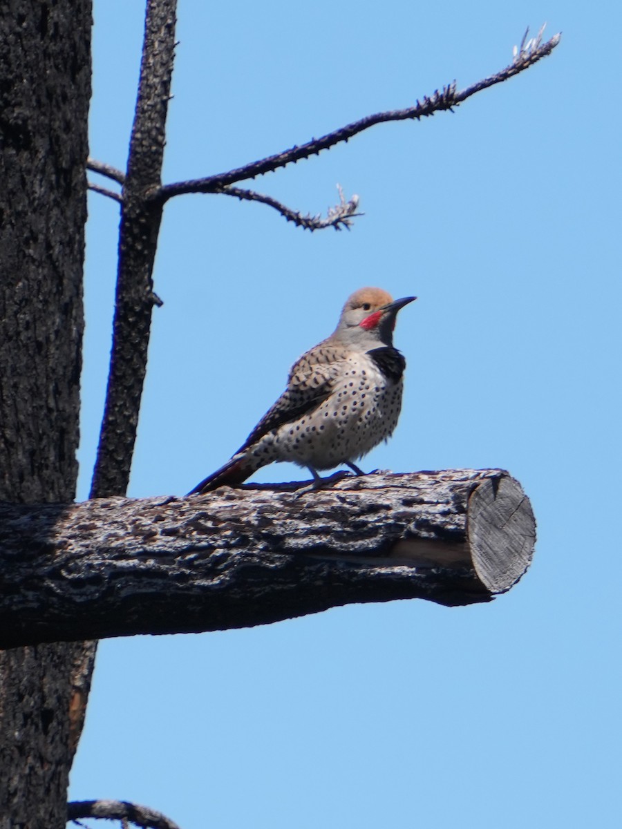 Northern Flicker (Red-shafted) - ML618439364