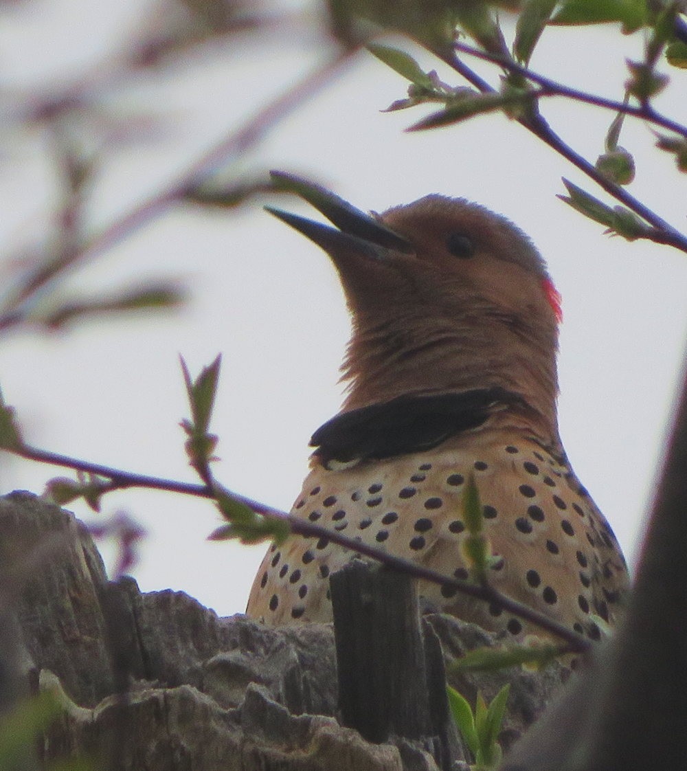 Northern Flicker (Yellow-shafted) - Cos .