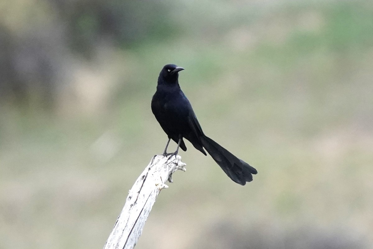 Great-tailed Grackle - ML618439384