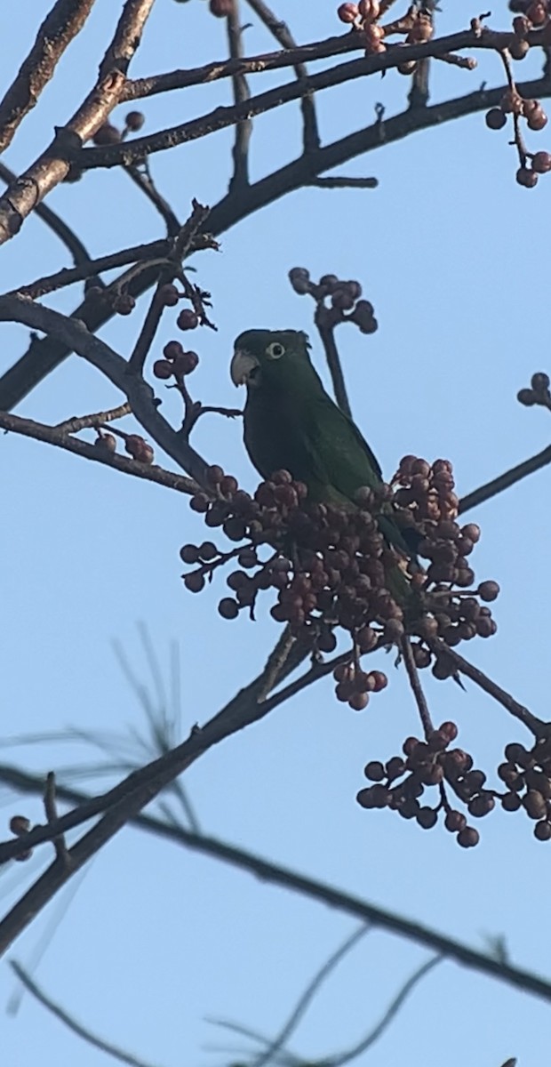Olive-throated Parakeet (Jamaican) - ML618439395