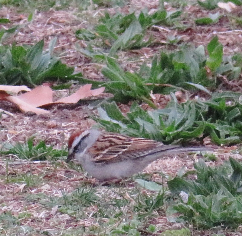 Chipping Sparrow - ML618439407