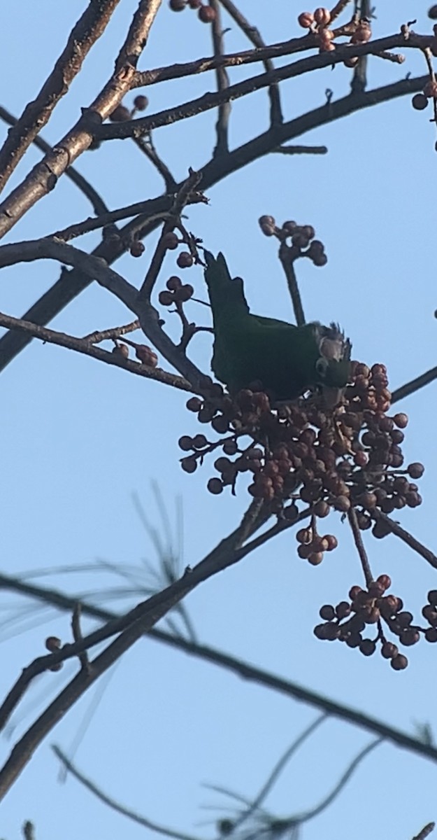 Olive-throated Parakeet (Jamaican) - ML618439413