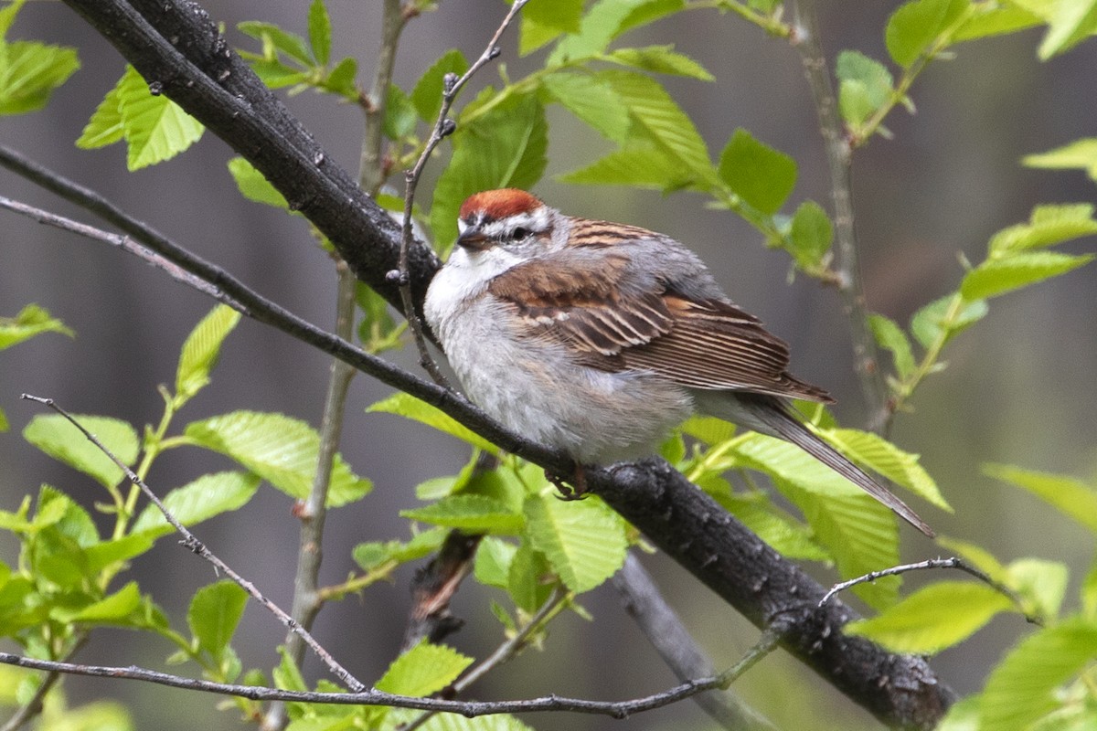 Chipping Sparrow - ML618439414