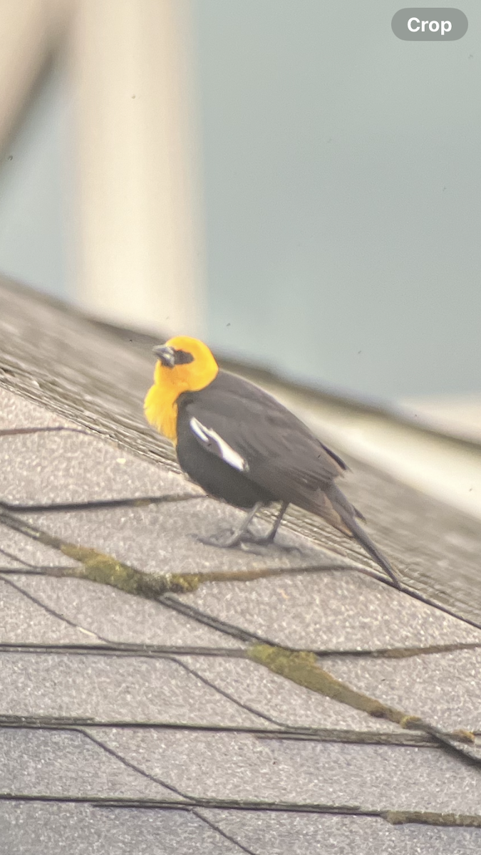 Yellow-headed Blackbird - ML618439418