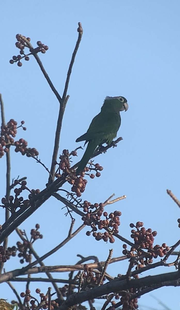 Olive-throated Parakeet (Jamaican) - ML618439434