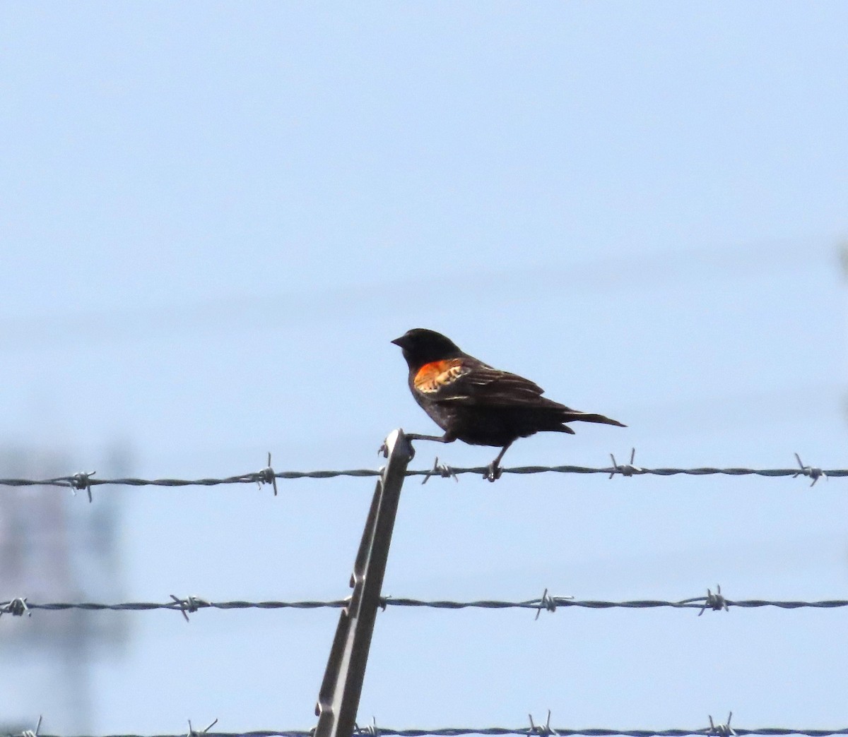 Red-winged Blackbird - Susan Cooper