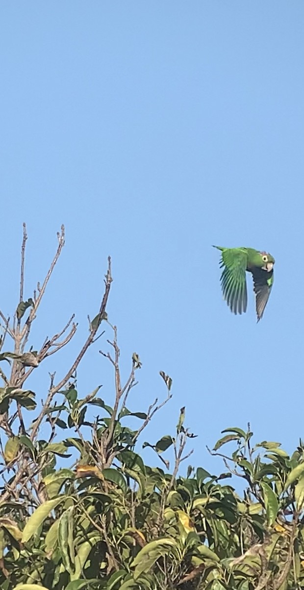 Olive-throated Parakeet (Jamaican) - ML618439461
