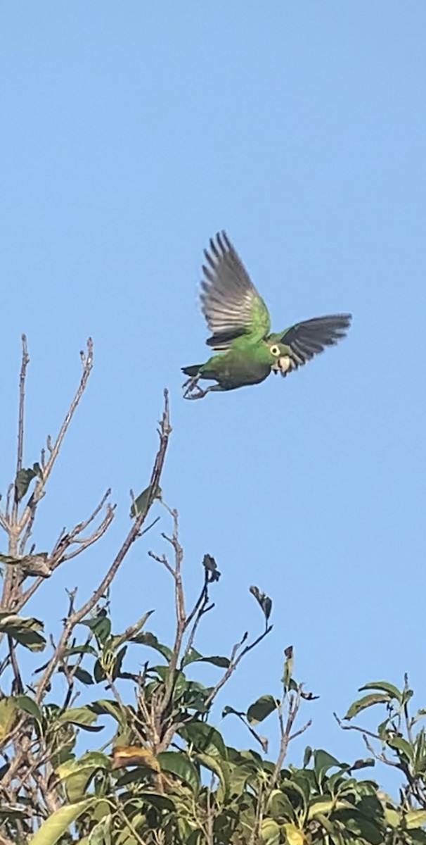 Olive-throated Parakeet (Jamaican) - ML618439487