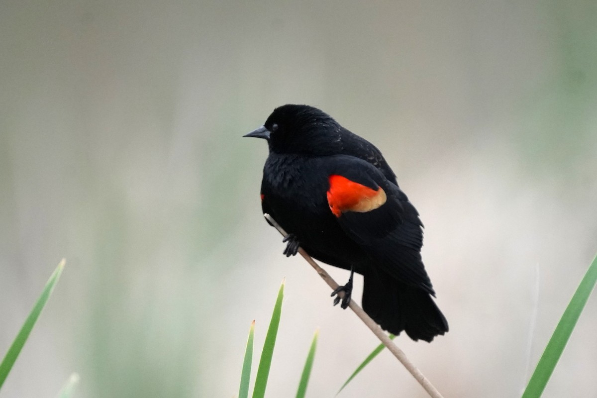 Red-winged Blackbird - ML618439494